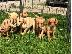 PoulaTo: Προς πώληση Labrador Retriever Σκύλοι και κουτάβια